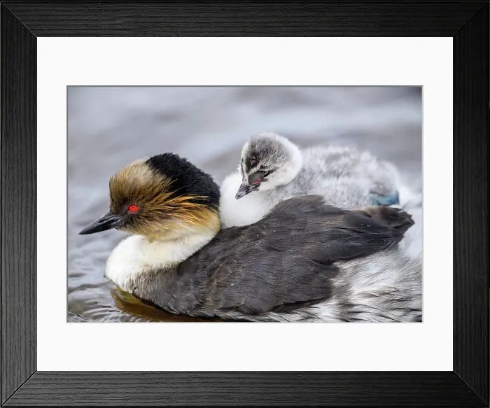 Framed Print : Silvery grebe (Podiceps occipitalis) Young riding the back of an adult, Sea Lion Island, East Falkland, Falkland Islands Framed Print : Silvery grebe (Podiceps occipitalis) Young riding the back of an adult, Sea Lion Island, East Falkland, Falkland Islands