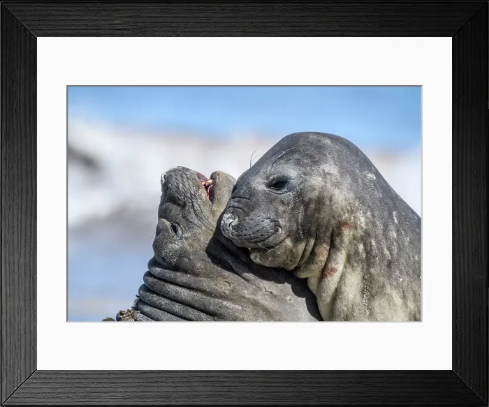 Framed Print : Southern elephant seal (Mirounga leonina), Sea Lion Island, East Falkland, Falkland Islands