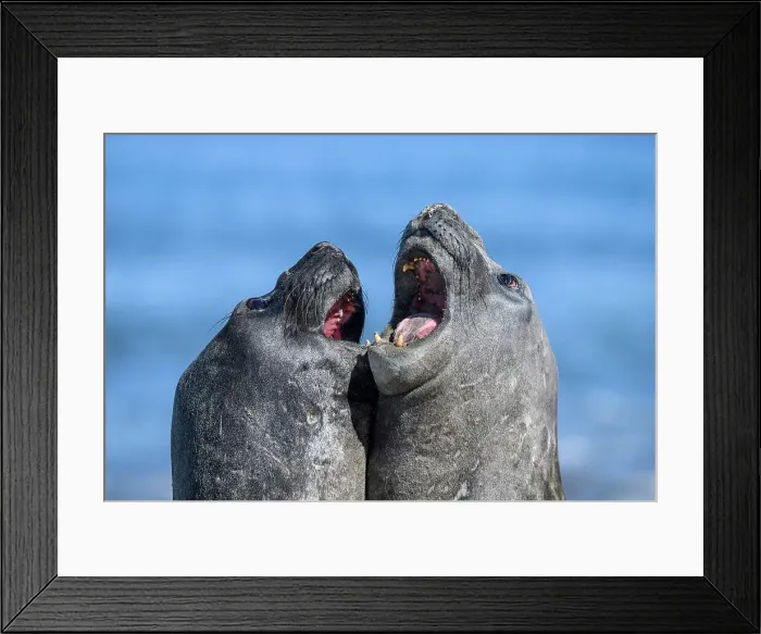 Framed Print : Southern elephant seal (Mirounga leonina), Sea Lion Island, East Falkland, Falkland Islands Framed Print : Southern elephant seal (Mirounga leonina), Sea Lion Island, East Falkland, Falkland Islands