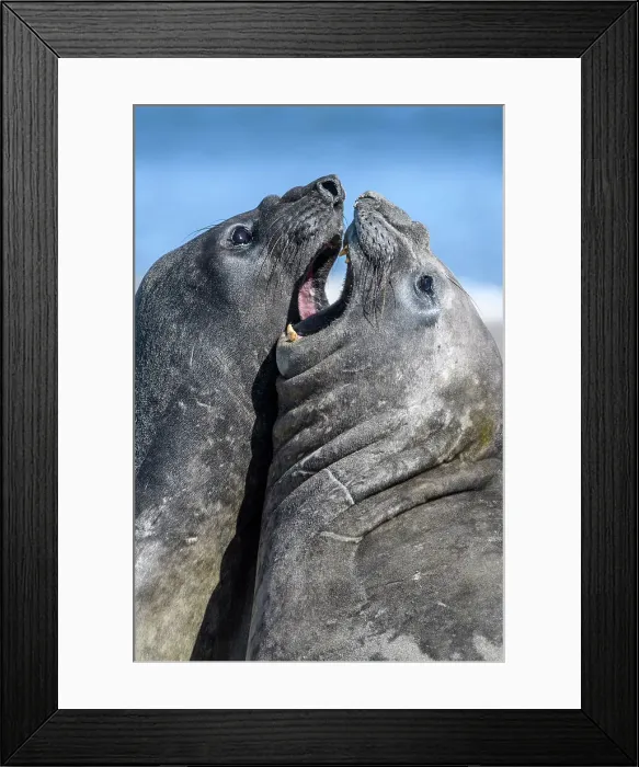 Framed Print : Southern elephant seal (Mirounga leonina), Sea Lion Island, East Falkland, Falkland Islands Framed Print : Southern elephant seal (Mirounga leonina), Sea Lion Island, East Falkland, Falkland Islands