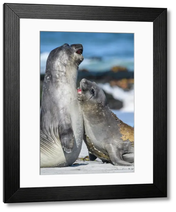 Framed Print : Southern elephant seal (Mirounga leonina), Sea Lion Island, East Falkland, Falkland Islands Framed Print : Southern elephant seal (Mirounga leonina), Sea Lion Island, East Falkland, Falkland Islands
