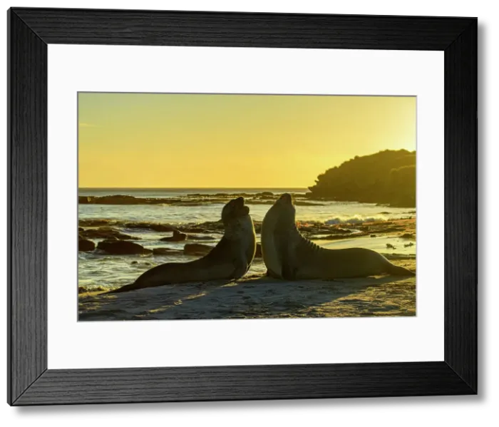 Framed Print : Southern elephant seal (Mirounga leonina), Sea Lion Island, East Falkland, Falkland Islands Framed Print : Southern elephant seal (Mirounga leonina), Sea Lion Island, East Falkland, Falkland Islands