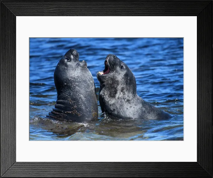 Framed Print : Southern elephant seal (Mirounga leonina), Carcass Island, West Falkland, Falkland Islands Framed Print : Southern elephant seal (Mirounga leonina), Carcass Island, West Falkland, Falkland Islands