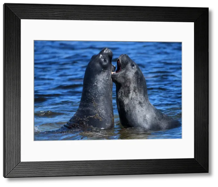 Framed Print : Southern elephant seal (Mirounga leonina), Carcass Island, West Falkland, Falkland Islands Framed Print : Southern elephant seal (Mirounga leonina), Carcass Island, West Falkland, Falkland Islands