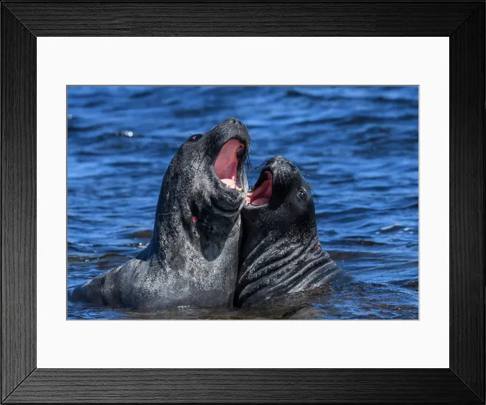 Framed Print : Southern elephant seal (Mirounga leonina), Carcass Island, West Falkland, Falkland Islands Framed Print : Southern elephant seal (Mirounga leonina), Carcass Island, West Falkland, Falkland Islands