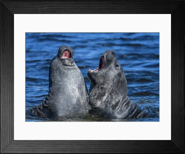 Framed Print : Southern elephant seal (Mirounga leonina), Carcass Island, West Falkland, Falkland Islands