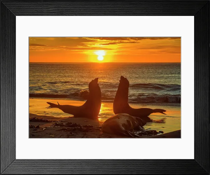 Framed Print : Southern elephant seal (Mirounga leonina) Jousting pair at dawn, Sea Lion Island, West Falkland, Falkland Islands