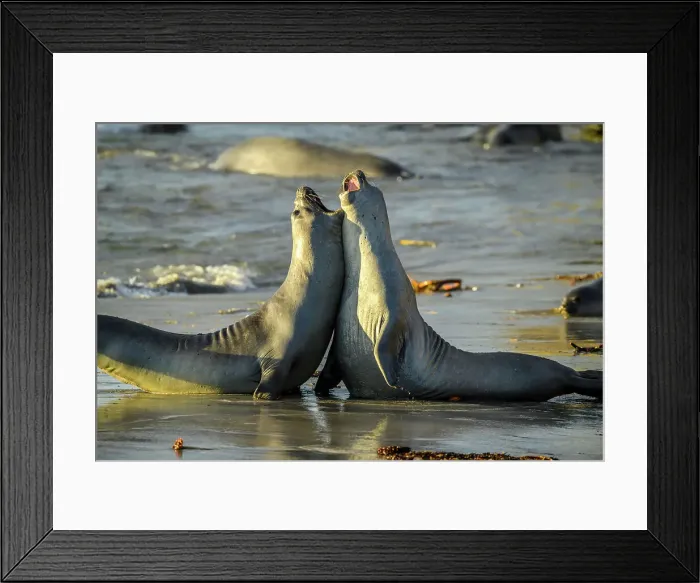 Framed Print : Southern elephant seal (Mirounga leonina), East Falkland, West Falkland, Falkland Islands