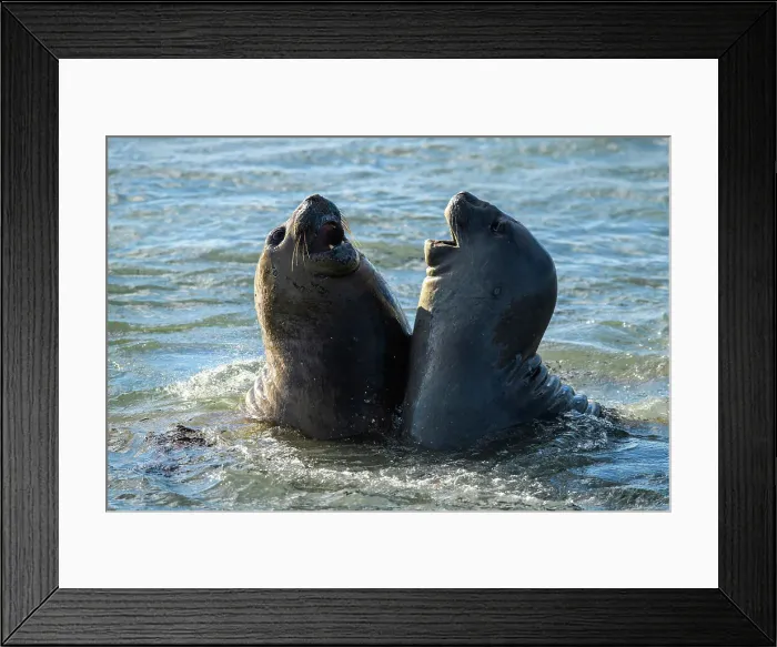 Framed Print : Southern elephant seal (Mirounga leonina), East Falkland, West Falkland, Falkland Islands Framed Print : Southern elephant seal (Mirounga leonina), East Falkland, West Falkland, Falkland Islands