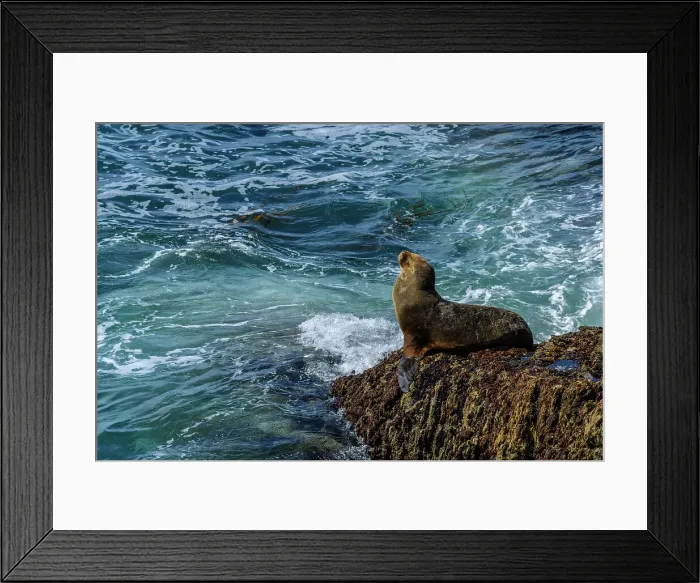 Framed Print : South American sea lion (Otaria flavescens), Cape Bougainville, East Falkland, Falkland Islands