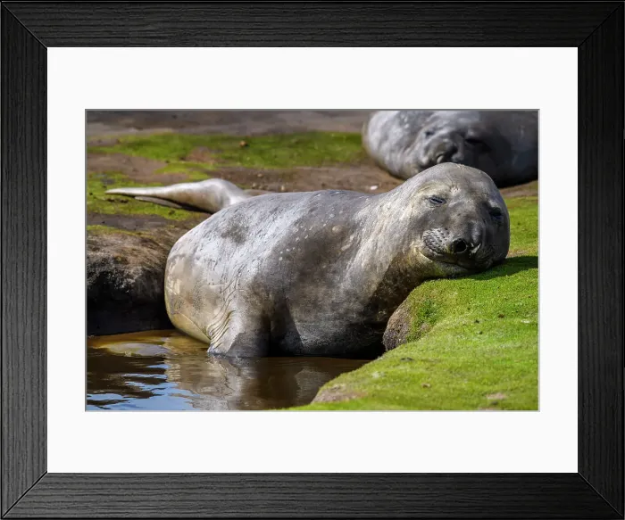 Framed Print : Southern elephant seal (Mirounga leonina), Carcass Island, West Falkland, Falkland Islands Framed Print : Southern elephant seal (Mirounga leonina), Carcass Island, West Falkland, Falkland Islands