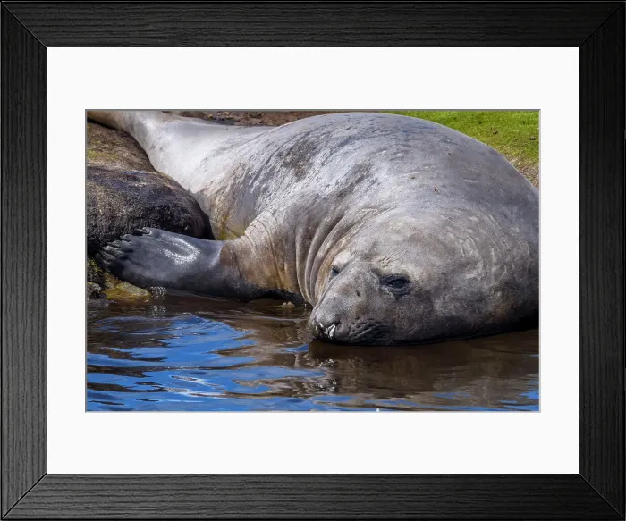 Framed Print : Southern elephant seal (Mirounga leonina), Carcass Island, West Falkland, Falkland Islands