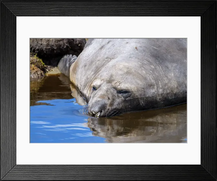 Framed Print : Southern elephant seal (Mirounga leonina), Carcass Island, West Falkland, Falkland Islands Framed Print : Southern elephant seal (Mirounga leonina), Carcass Island, West Falkland, Falkland Islands