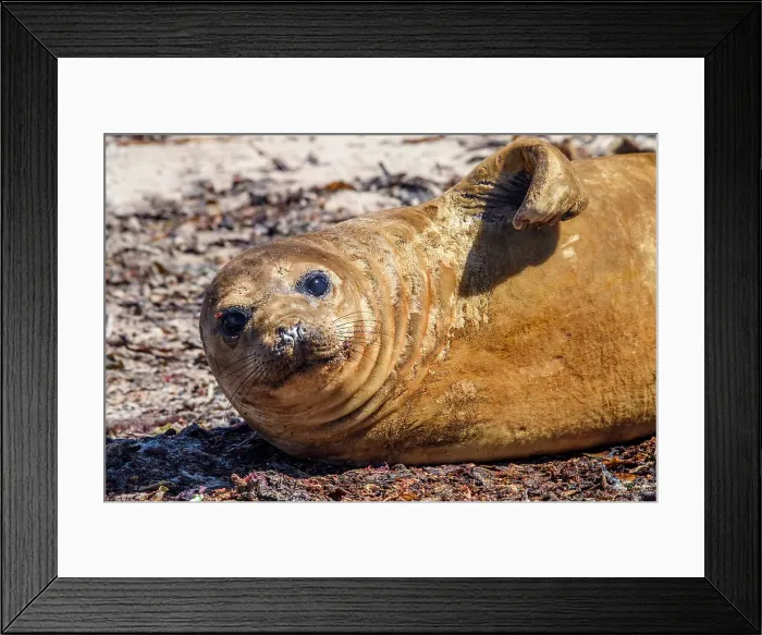 Framed Print : Southern elephant seal (Mirounga leonina), Carcass Island, West Falkland, Falkland Islands Framed Print : Southern elephant seal (Mirounga leonina), Carcass Island, West Falkland, Falkland Islands
