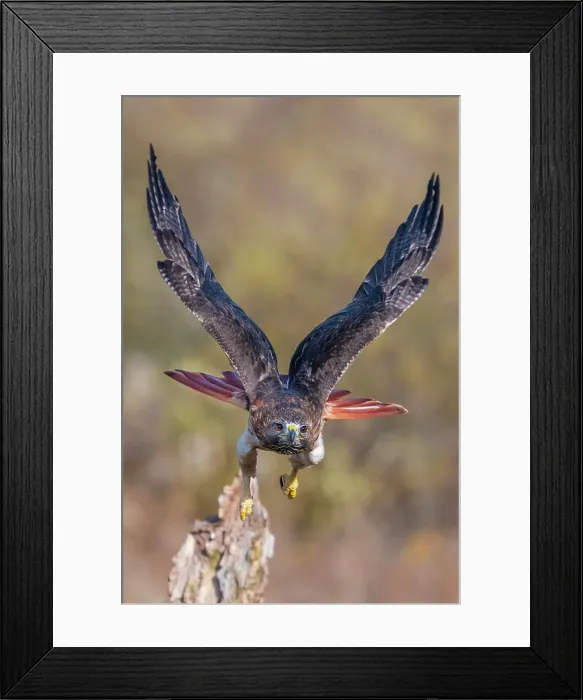 Framed Print : Red-tailed Hawk (Buteo jamaicensis) - captive bred, Ontario, Canada Framed Print : Red-tailed Hawk (Buteo jamaicensis) - captive bred, Ontario, Canada