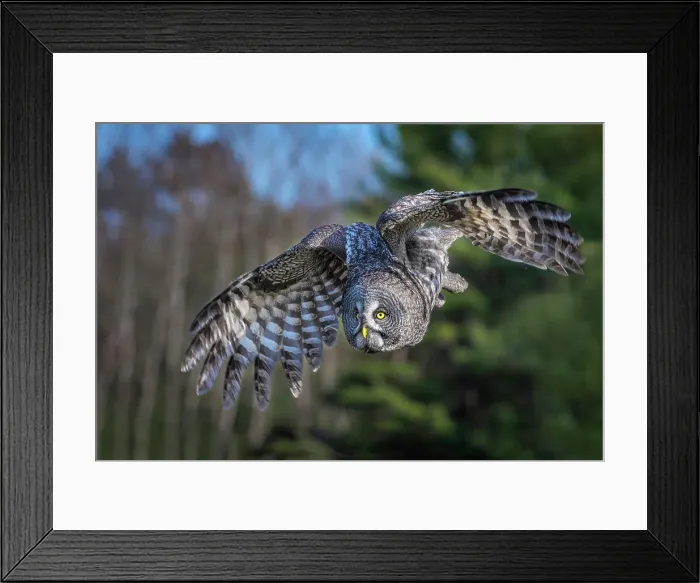 Framed Print : Great Gray Owl (Strix nebulosa) in flight - captive bred, Ontario, Canada Framed Print : Great Gray Owl (Strix nebulosa) in flight - captive bred, Ontario, Canada