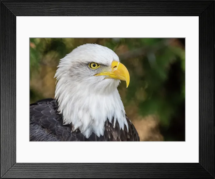 Framed Print : Bald Eagle (Haliaeetus leucocephalus) - captive bred, Ontario, Canada Framed Print : Bald Eagle (Haliaeetus leucocephalus) - captive bred, Ontario, Canada