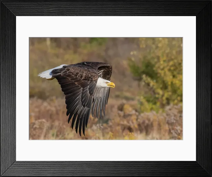 Framed Print : Bald Eagle (Haliaeetus leucocephalus) in flight - captive bred, Ontario, Canada Framed Print : Bald Eagle (Haliaeetus leucocephalus) in flight - captive bred, Ontario, Canada