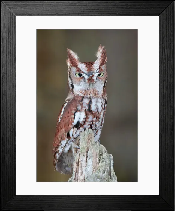 Framed Print : Eastern Screech-Owl (Megascops asio) - captive bred, Ontario, Canada Framed Print : Eastern Screech-Owl (Megascops asio) - captive bred, Ontario, Canada