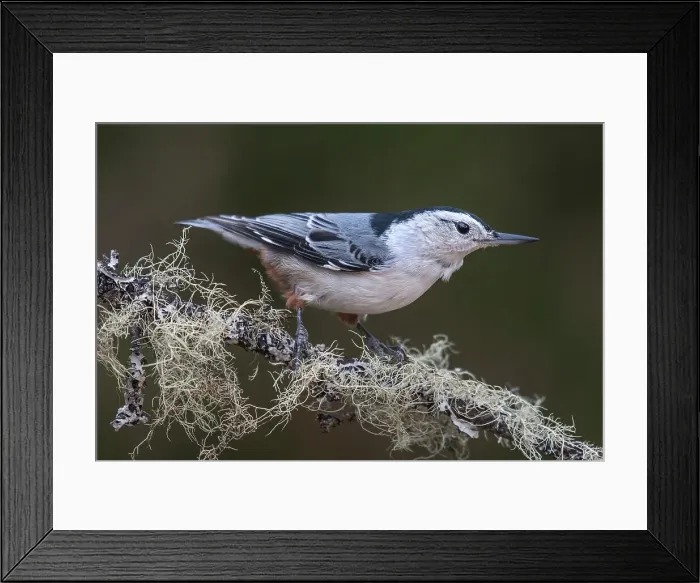 Framed Print : White-breasted Nuthatch (Sitta carolinensis), Ontario, Canada Framed Print : White-breasted Nuthatch (Sitta carolinensis), Ontario, Canada