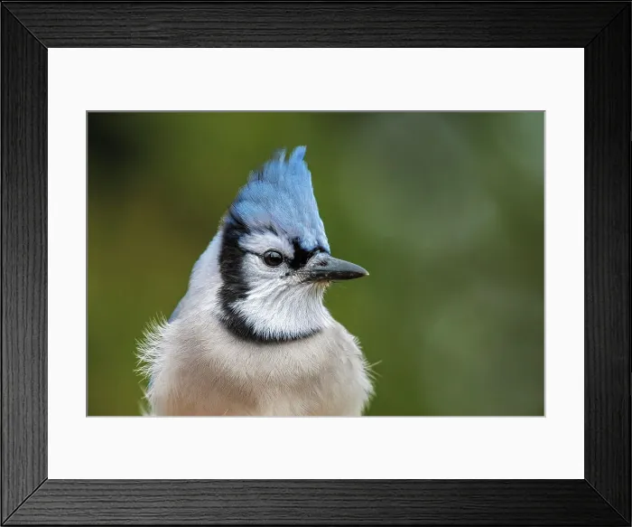 Framed Print : Blue Jay (Cyanocitta cristata), Thornton, Ontario, Canada Framed Print : Blue Jay (Cyanocitta cristata), Thornton, Ontario, Canada
