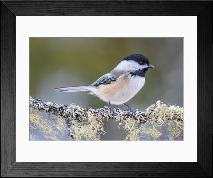 Framed Print : Black-capped Chickadee (Poecile atricapillus), Thornton, Ontario, Canada Framed Print : Black-capped Chickadee (Poecile atricapillus), Thornton, Ontario, Canada