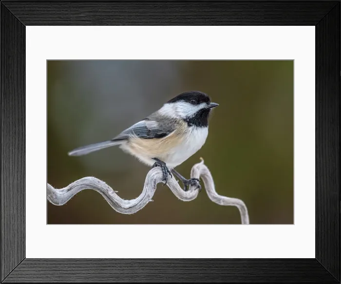 Framed Print : Black-capped Chickadee (Poecile atricapillus), Ontario, Canada