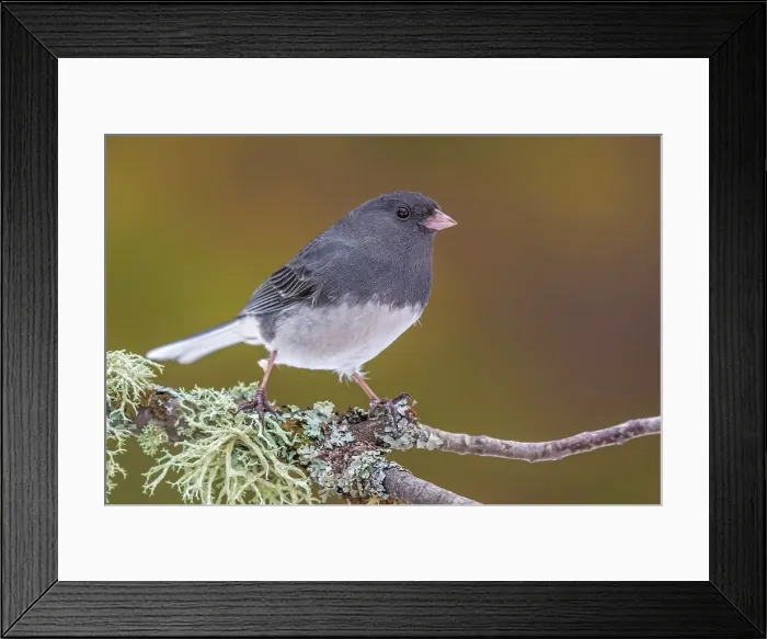 Framed Print : Dark-eyed Junco (Junco hyemalis), Ontario, Canada Framed Print : Dark-eyed Junco (Junco hyemalis), Ontario, Canada