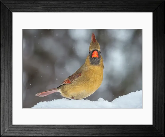 Framed Print : Northern Cardinal (Cardinalis cardinalis), Ontario, Canada Framed Print : Northern Cardinal (Cardinalis cardinalis), Ontario, Canada