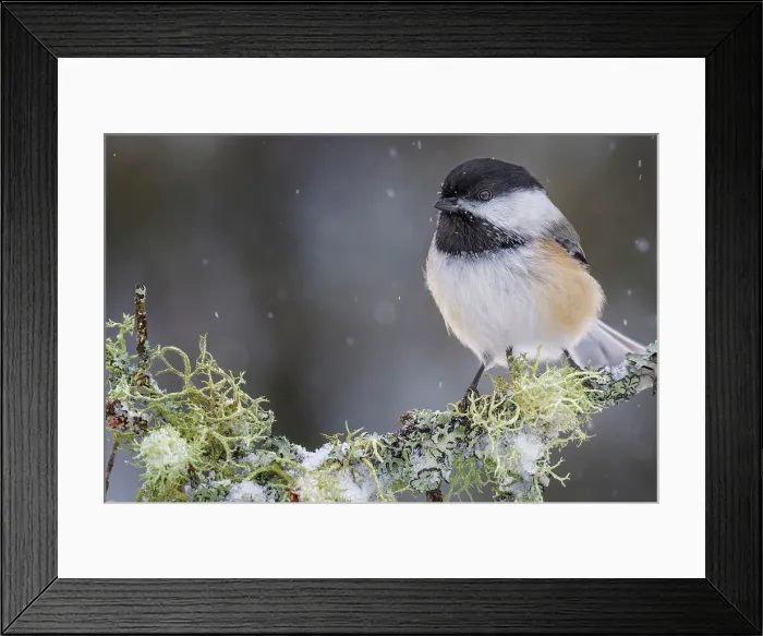 Framed Print : Black-capped Chickadee (Poecile atricapillus), Ontario, Canada Framed Print : Black-capped Chickadee (Poecile atricapillus), Ontario, Canada