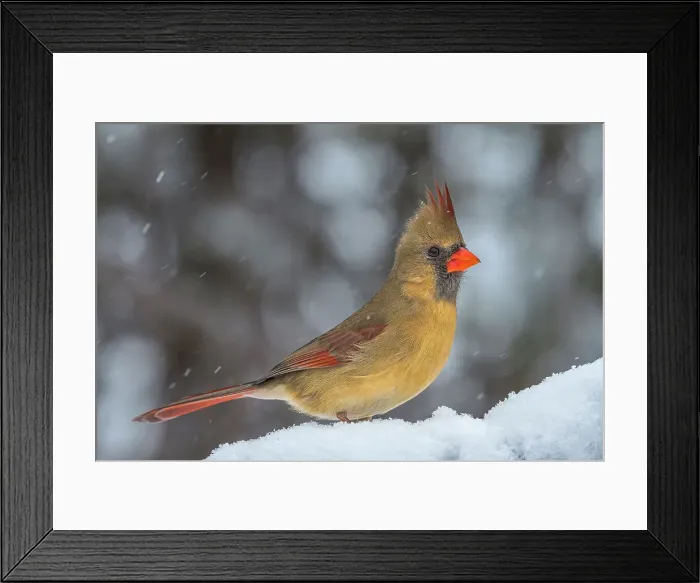 Framed Print : Northern Cardinal (Cardinalis cardinalis), Ontario, Canada Framed Print : Northern Cardinal (Cardinalis cardinalis), Ontario, Canada