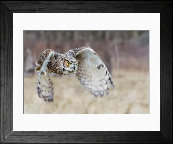 Framed Print : Great Horned Owl (Bubo virginianus) in flight - captive bred, Ontario, Canada Framed Print : Great Horned Owl (Bubo virginianus) in flight - captive bred, Ontario, Canada