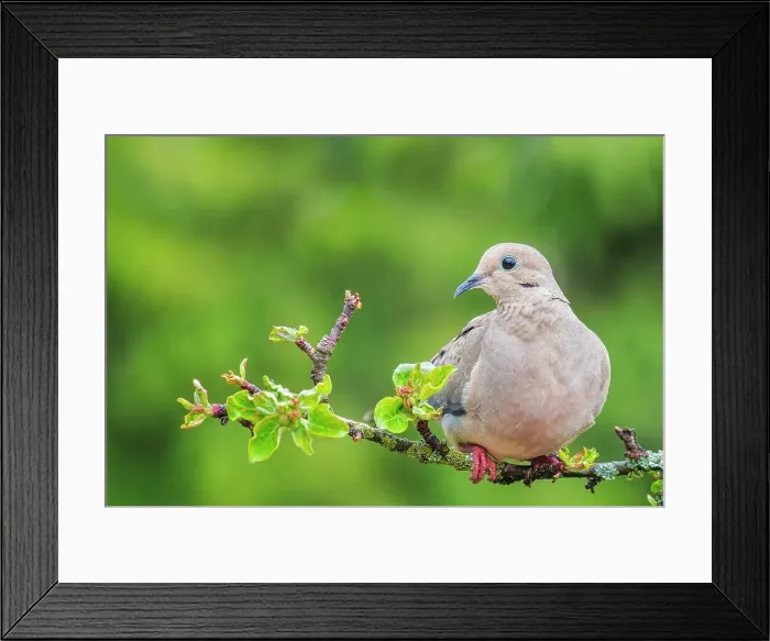 Framed Print : Mourning Dove (Zenaida macroura), Ontario, Canada Framed Print : Mourning Dove (Zenaida macroura), Ontario, Canada