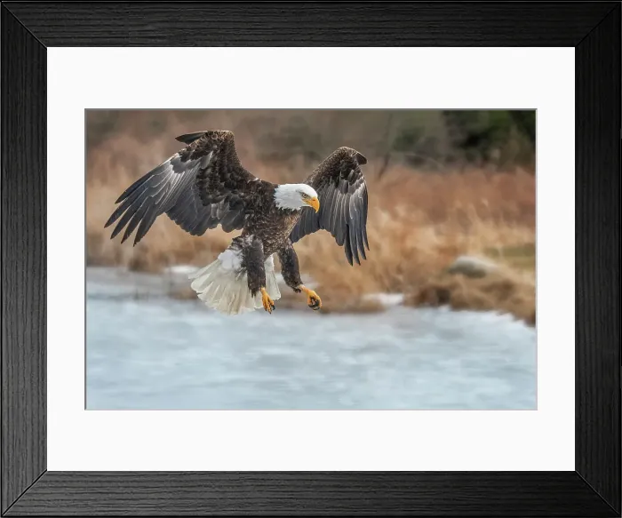 Framed Print : Bald Eagle (Haliaeetus leucocephalus) - captive bred, Ontario, Canada Framed Print : Bald Eagle (Haliaeetus leucocephalus) - captive bred, Ontario, Canada