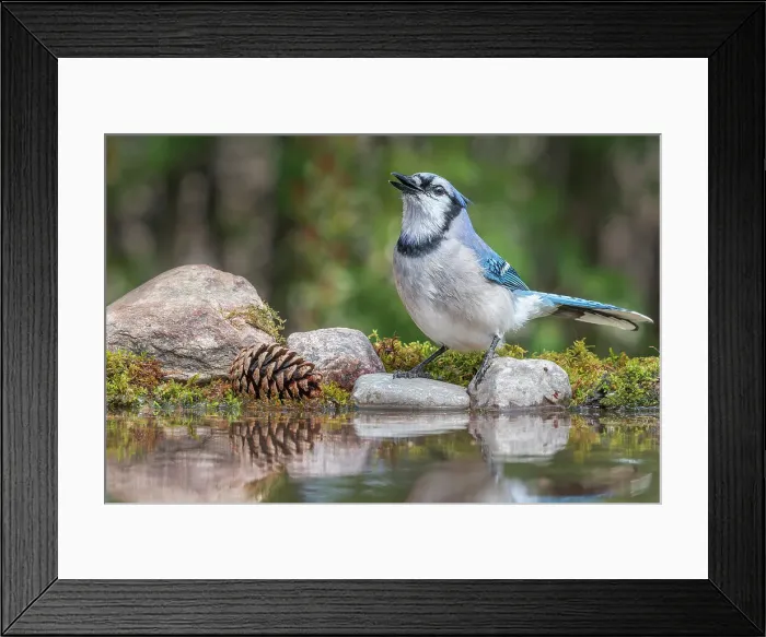 Framed Print : Blue Jay (Cyanocitta cristata), Thornton, Ontario, Canada Framed Print : Blue Jay (Cyanocitta cristata), Thornton, Ontario, Canada