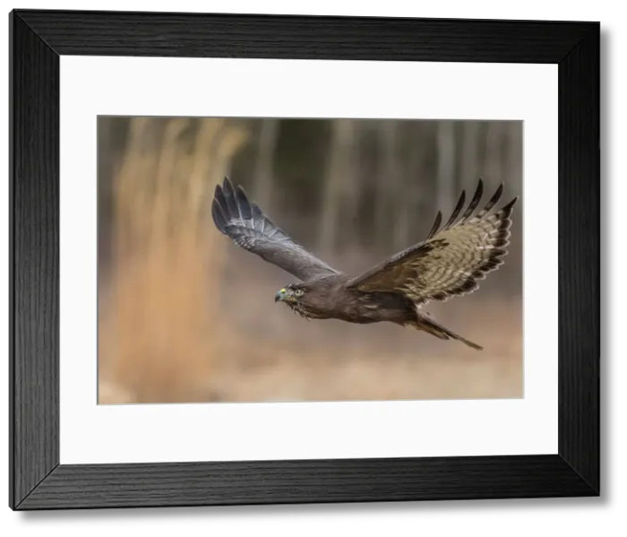 Framed Print : Harlan's Red-tailed Hawk (Buteo jamaicensis harlani) - captive bred, Ontario, Canada Framed Print : Harlan's Red-tailed Hawk (Buteo jamaicensis harlani) - captive bred, Ontario, Canada