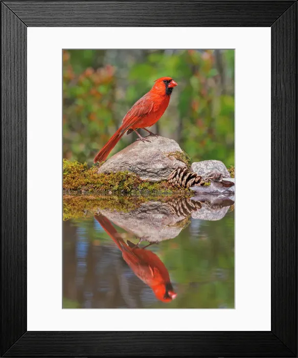 Framed Print : Male Northern Cardinal (Cardinalis cardinalis), Thornton, Ontario, Canada Framed Print : Male Northern Cardinal (Cardinalis cardinalis), Thornton, Ontario, Canada
