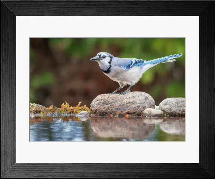 Framed Print : Blue Jay (Cyanocitta cristata) beside pond, Thornton, Ontario, Canada Framed Print : Blue Jay (Cyanocitta cristata) beside pond, Thornton, Ontario, Canada