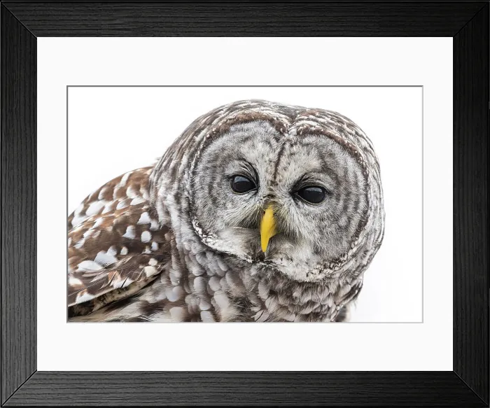 Framed Print : Barred Owl (strix varia), Oshawa, Ontario, Canada Framed Print : Barred Owl (strix varia), Oshawa, Ontario, Canada