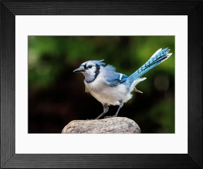Framed Print : Blue Jay (Cyanocitta cristata), Thornton, Ontario, Canada Framed Print : Blue Jay (Cyanocitta cristata), Thornton, Ontario, Canada