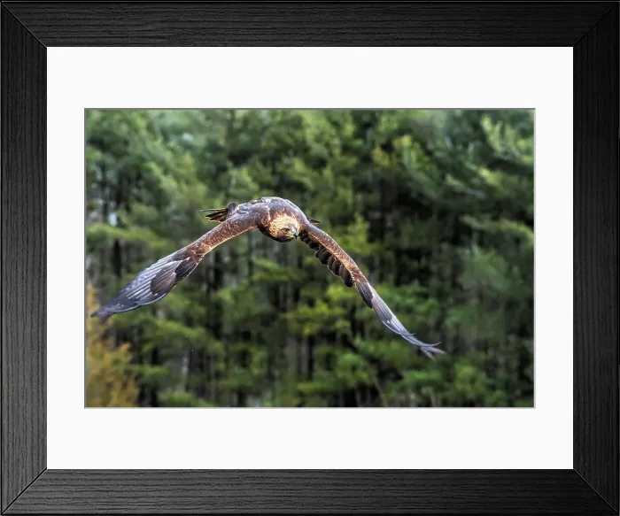 Framed Print : Golden Eagle (Aquila chrysaetos) - captive bred, Ontario, Canada Framed Print : Golden Eagle (Aquila chrysaetos) - captive bred, Ontario, Canada