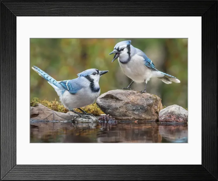 Framed Print : Blue Jay (Cyanocitta cristata), Thornton, Ontario, Canada Framed Print : Blue Jay (Cyanocitta cristata), Thornton, Ontario, Canada