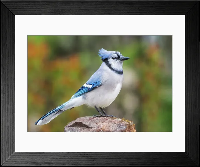 Framed Print : Blue Jay (Cyanocitta cristata), Thornton, Ontario, Canada Framed Print : Blue Jay (Cyanocitta cristata), Thornton, Ontario, Canada