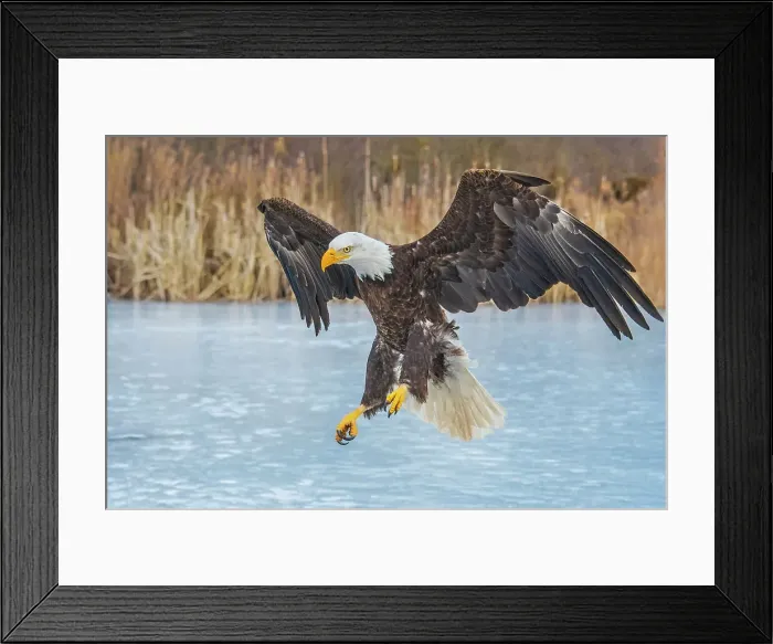 Framed Print : Bald Eagle (Haliaeetus leucocephalus) - captive bred, Ontario, Canada Framed Print : Bald Eagle (Haliaeetus leucocephalus) - captive bred, Ontario, Canada