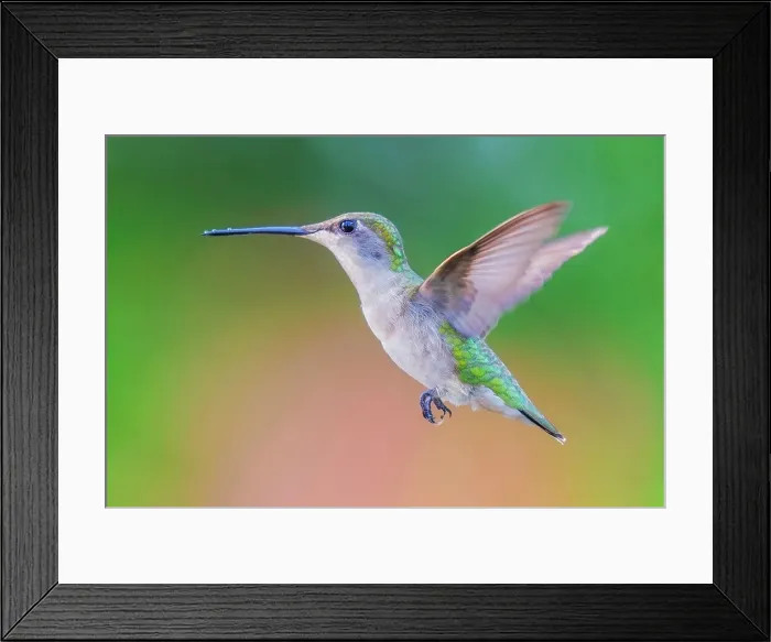 Framed Print : Ruby-throated Hummingbird (Archilochus colubris), Thornton, Ontario, Canada Framed Print : Ruby-throated Hummingbird (Archilochus colubris), Thornton, Ontario, Canada