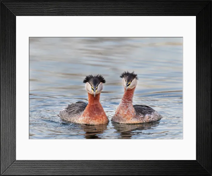 Framed Print : Red-necked Grebe (Podiceps grisegena) on Lake Ontario, Torotno, Ontario, Canada Framed Print : Red-necked Grebe (Podiceps grisegena) on Lake Ontario, Torotno, Ontario, Canada