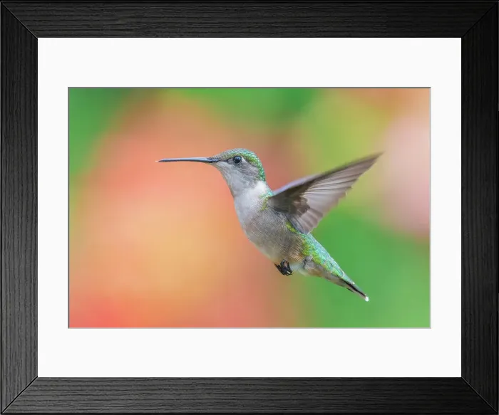 Framed Print : Ruby-throated Hummingbird (Archilochus colubris) female, Ontario, Canada