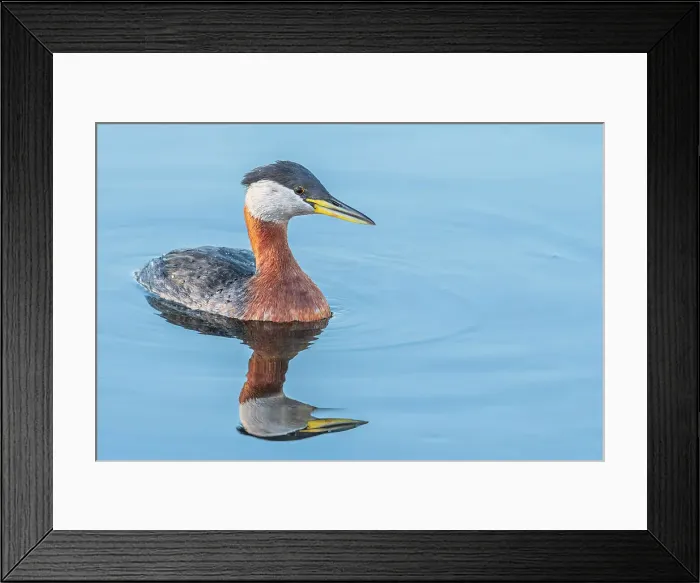 Framed Print : Red-necked Grebe (Podiceps grisegena) on Lake Ontario, Torotno, Ontario, Canada Framed Print : Red-necked Grebe (Podiceps grisegena) on Lake Ontario, Torotno, Ontario, Canada