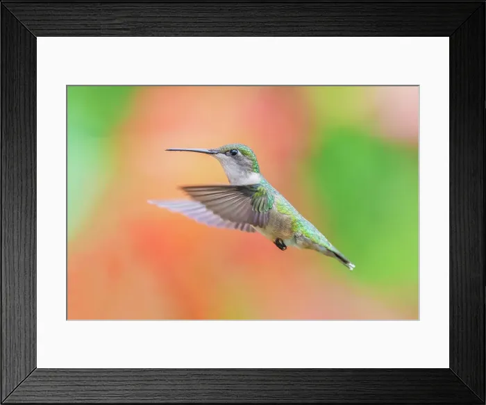 Framed Print : Ruby-throated Hummingbird (Archilochus colubris) female, Ontario, Canada Framed Print : Ruby-throated Hummingbird (Archilochus colubris) female, Ontario, Canada
