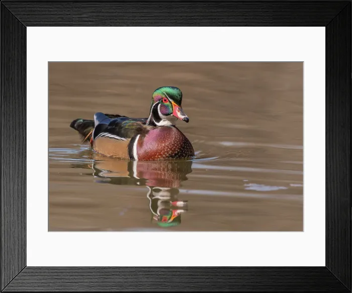 Framed Print : Wood Duck (Aix sponsa) drake, Totonto, Ontario, Canada